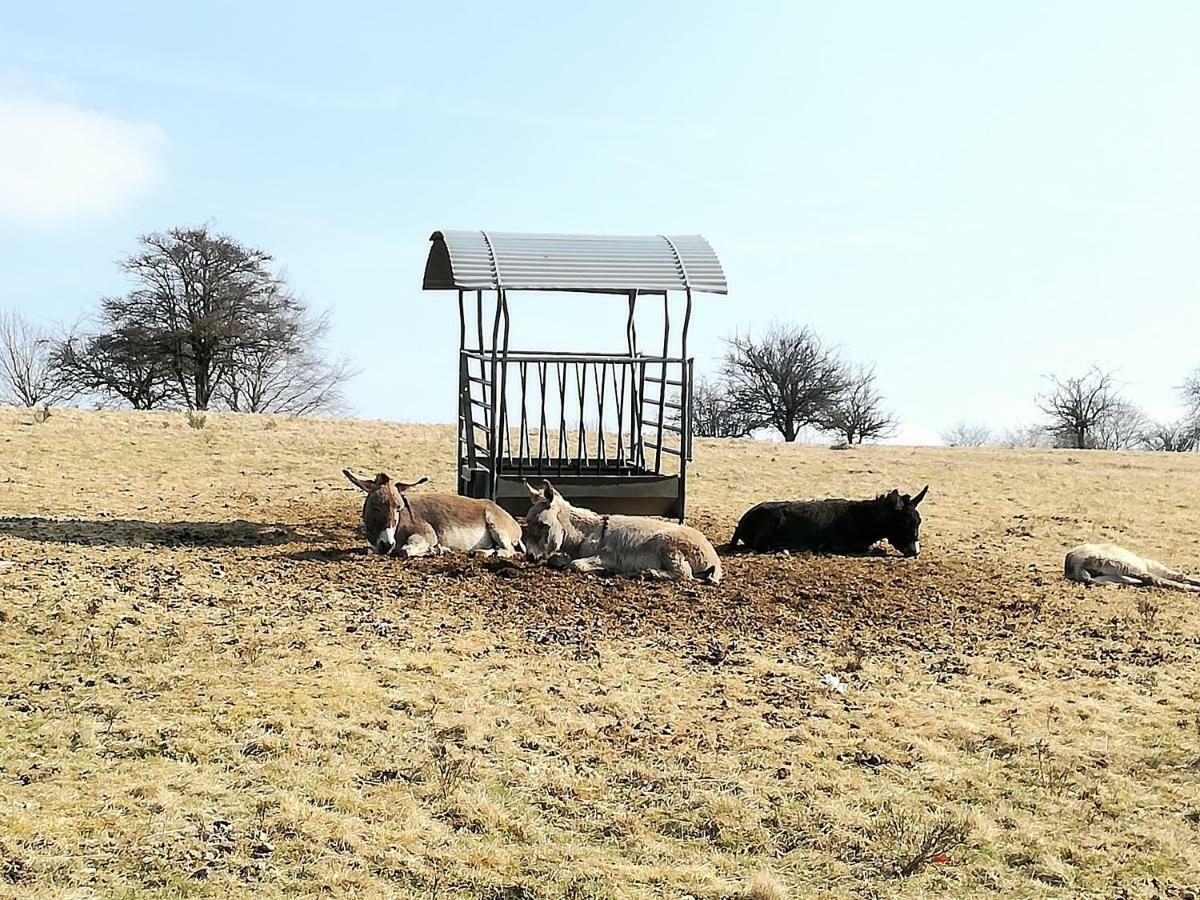 Anna Ferienwohnung Am Eifelsteig Neroth Экстерьер фото